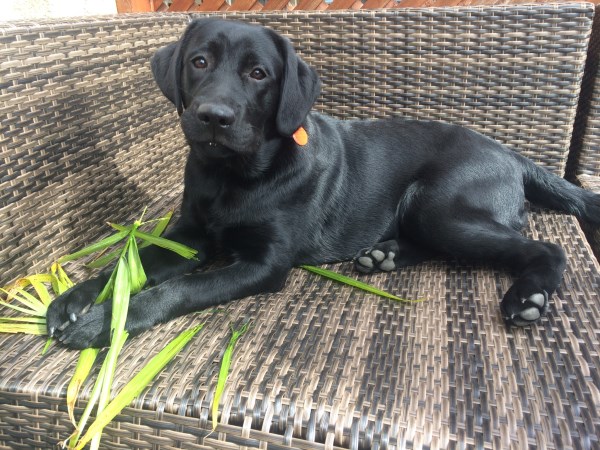 Picture of Maximus taken in Maple on Sept 27th, 2018